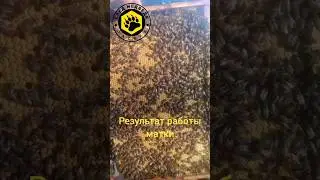 Работа матки на соте , как откладывает яйцо в ячейку🍯 #MihailShip #пасека #колода #изолятор #роения