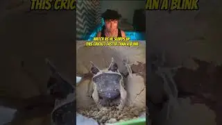 Fastest frog in the world #shorts
