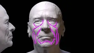 Eight Important Anatomical Landmarks For The Face