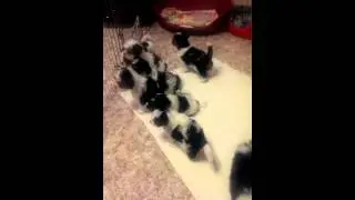 Щенки бивера