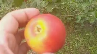 Яблоня сорт зимний Кариот - 7(Apple Kariot 7 )
