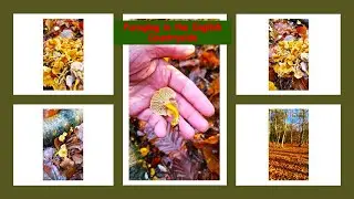 One plentiful foraging day !! / Winter Chanterelles / English countryside