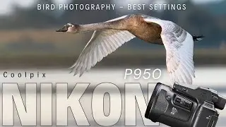 Nikon P950 - Bird Photography | BEST Photo & Video Settings of NIKON COOLPIX P950 for Wildlife