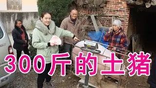 小北6000块买了一头300斤的土猪，杀了280斤肉，太划算了