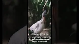 10 fun facts about pelicans