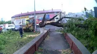 Поваленное дерево московское ш 1