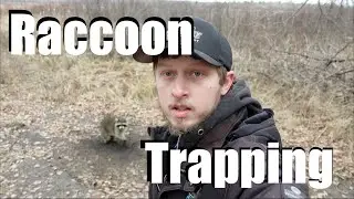 Raccoon Trapping For Beginners