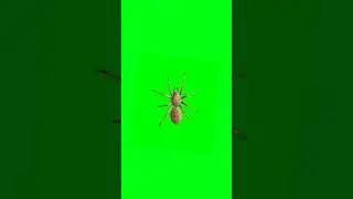 Spider green screen running video | chroma key 