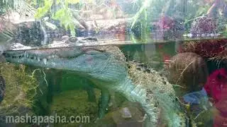 Зоопарк Цюриха / Zurich Zoo. Животные в зоопарке. Пингвины, обезьяны, зебры, кенгуру...