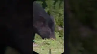 HOG HUNTING 6