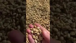 Вьетнамский кофе  luwak