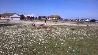 Canadian Geese Goslings at Skegness Boating Lake