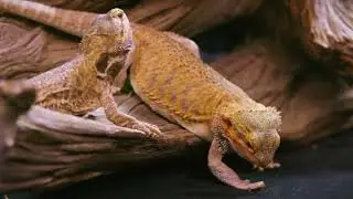 Bearded Dragons Need This Diet