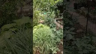 Южный сад Ирины Сотниковой - на других видеоплощадках. Подписывайтесь. Ссылки в описании