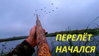 УТКИ СЕЛИ НА ГОЛОВУ!!! ПЕРЕЛЕТ НАЧАЛСЯ. Охота на утку с манком. РОЗЫГРЫШ от 