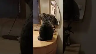 Я так люблю цветы. у меня даже кот - нарцисс. Озвучка.