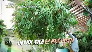 [역전의부자농부 326회 예고] 난으로 연 매출 15억 원! 경기 김포 이청 부자농부