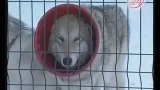 Челнинский волк Акела приболел