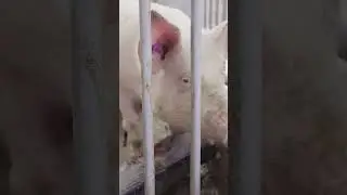 Davos Biogas: Powering Sustainability