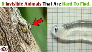 8 Invisible Animals That Are Hard To Find |#Hawksinfo.