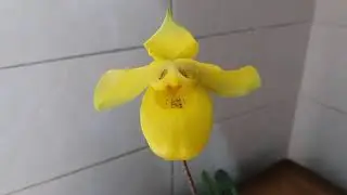 Цветение башмачка Армениакум.