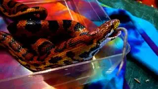 Corn snake eating