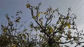 Обрезка на клик вишни  Стопроцентный результат