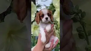 Сладкая девочка, #любовь #счастье #кавалеркингчарльзспаниель #puppy