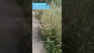 Сентябрь пришел, а траву так и не скосили