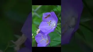 Ёжик и колокольчики 