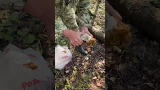 Первые грибы 🍄 2023  в этом году Подмосковье