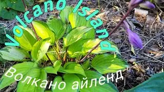Hosta "Volcano Island"( Хоста " Вулкано Айленд )