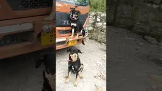 #Njanchendena#shorts #truck#truckdriver #trucklife#truckreel#trending #sandycandy#indian#street#dog