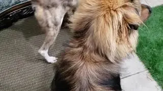 Tater Dog Test