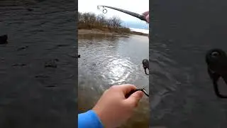 First Walleye on the channel, he was a hungry one 