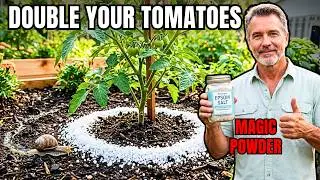 6 Benefits of EPSOM SALT for TOMATOES Most People Don't Know!