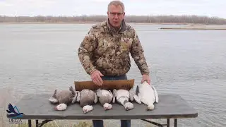 Duckology with Dr. Frank —  Snow Goose Color