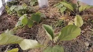 Заморозки, помидоры подмерзли. Обзор огорода в начале июня после похолодания