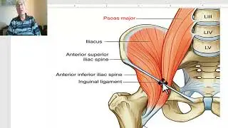 Anatomy of posterior abdominal wall in Arabic 2023, 3 (Psoas major muscle) , by Wahdan