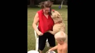A Pitbull attacks a woman during the Ice Bucket Challenge // Un Pitbull ataca a una mujer