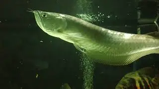 Arowana in an aquarium - grace and elegance, Osteoglossum bicirrhosum. Silver Arowana