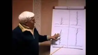 Формирование кроны дерева грецкого ореха
