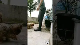 Largados e Pelados