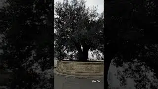 400-летное  Оливковое дерево центре Тбилиси. A 400-year-old  tree in Tbilisi. 