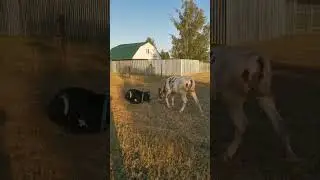 Милым 