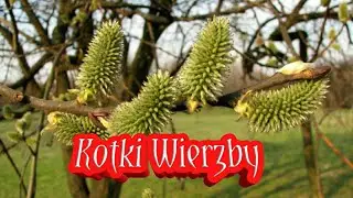 11. Kotki Z Wierzby Do Kąpieli