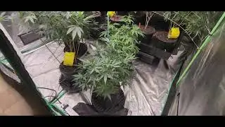 defoliated