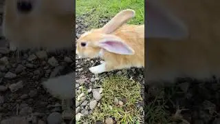 TELINGANYA ITU LOH LUCU #rabbit