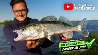So fängst du ZANDER im JUNI 🤩🎣🔥👍🏼 (Crashkurs für Anfänger)