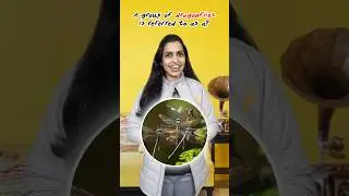 Collective Nouns for Insects | Learn English | Vocabulary 